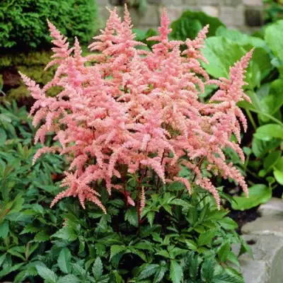 Астильба БРЕССИНГЕМ БЬЮТИ Арендса в Сморгони