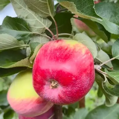 Яблоня АРБАТ колонновидная в Сморгони