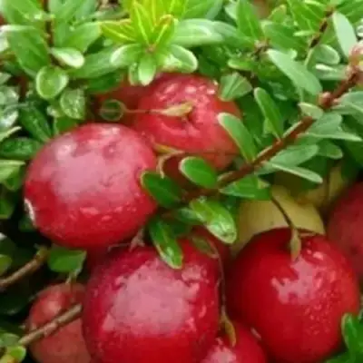 Клюква ХОЛЬШТАЙН в Сморгони