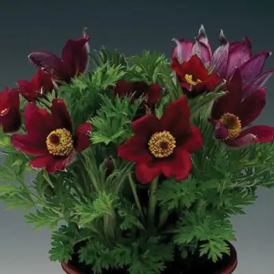 Прострел ПИНВИЛ РЕД ШЕЙДЕС в Сморгони