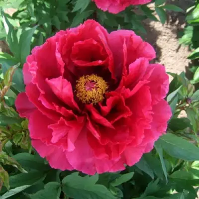 Пион КРАСНЫЙ ГИГАНТ древовидный в Сморгони