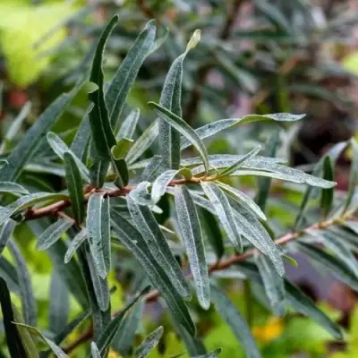 Облепиха АДАМ (МУЖСКАЯ) в Сморгони