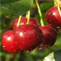 Дюк ПРЕВОСХОДНАЯ ВЕНЬЯМИНОВА в Сморгони