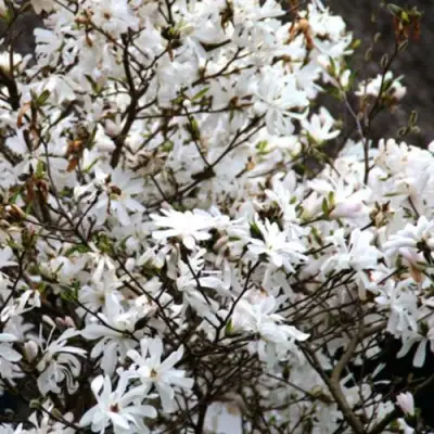 Магнолия СТЕЛЛАТА в Сморгони