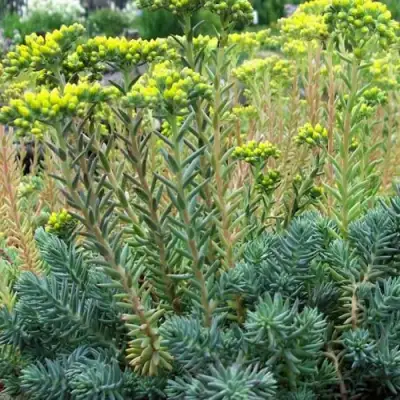 Очиток (седум) отогнутый в Сморгони