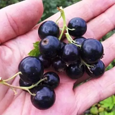 Смородина чёрная ГЕРКУЛЕС в Сморгони