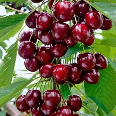 Черешня ХЕЛЕНА колоновидная в Сморгони