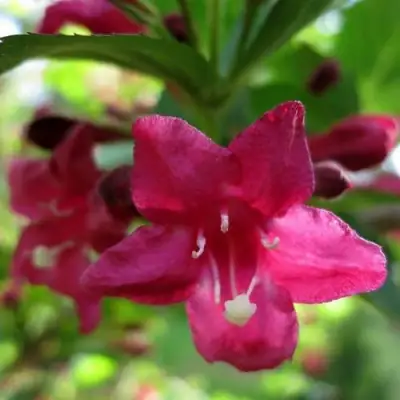 Вейгела БРИСТОЛЬ РУБИ в Сморгони