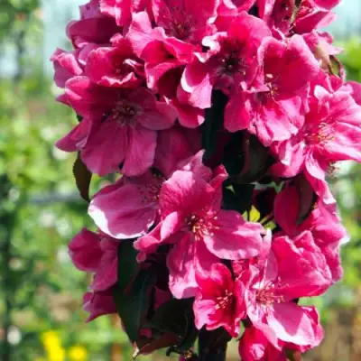 Яблоня МАЛИНОВОЕ ОЖЕРЕЛЬЕ колонновидная в Сморгони