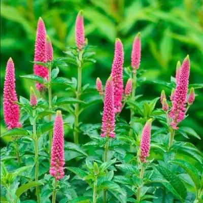 Вероника РОНИКА ФУКСИЯ в Сморгони