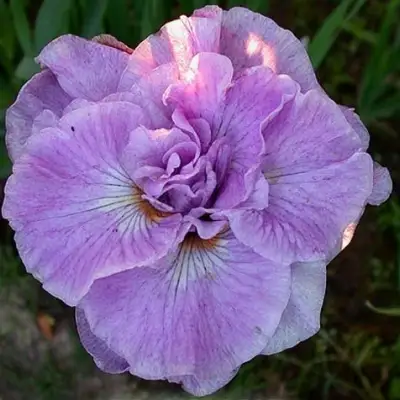 Ирис ИМПЕРИАЛ ОПАЛ сибирский в Сморгони