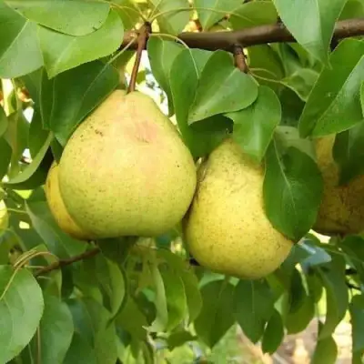 Груша ВЕЛИКАЯ ЛЕТНЯЯ (БОЛЬШАЯ ЛЕТНЯЯ) в Сморгони