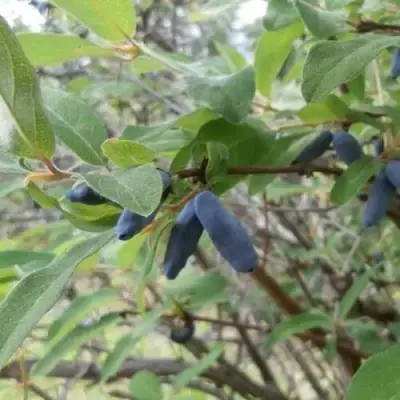 Жимолость съедобная ПУШКИНСКАЯ в Сморгони