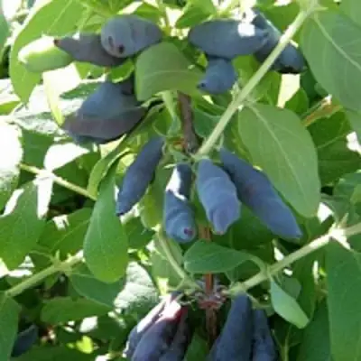 Жимолость съедобная НИМФА (ГАММА) в Сморгони