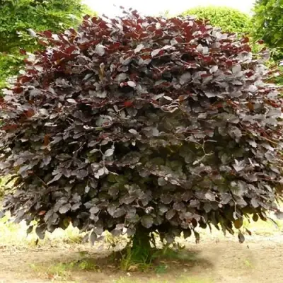 Бук лесной АТРОПУНИЦЕА в Сморгони