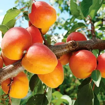 Абрикос ТРИУМФ СЕВЕРНЫЙ в Сморгони