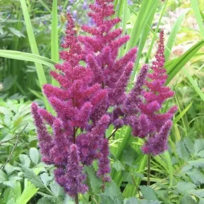 Астильба КАРАОКЕ ПАРТИ китайская в Сморгони