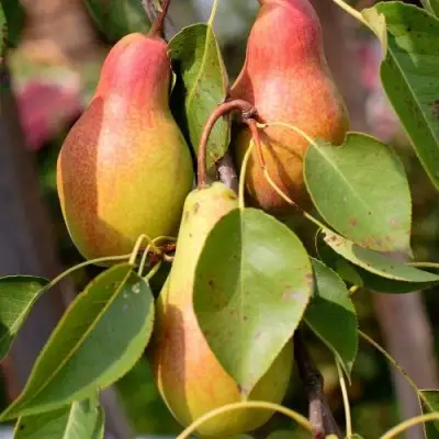 Груша РУССКАЯ КРАСАВИЦА (КРАСАВИЦА ЧЕРНЕНКО) в Сморгони