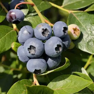 Голубика ШАНТЕКЛЕР в Сморгони