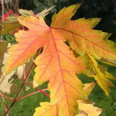 Клен серебристый в Сморгони