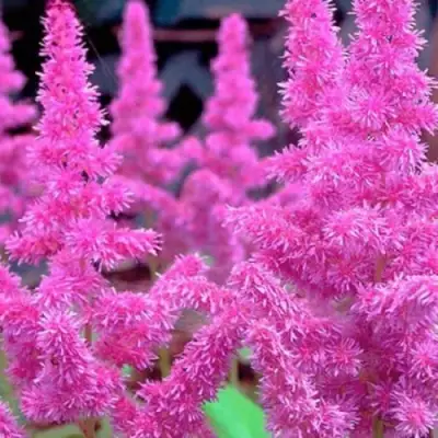 Астильба АМЕТИСТ Арендса в Сморгони