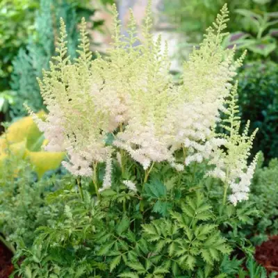 Астильба МИЛК ЭНД ХАНИ китайская в Сморгони