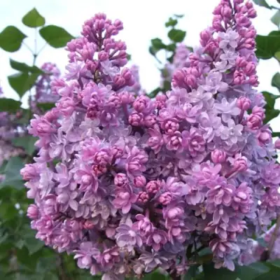 Сирень КОЛХОЗНИЦА в Сморгони