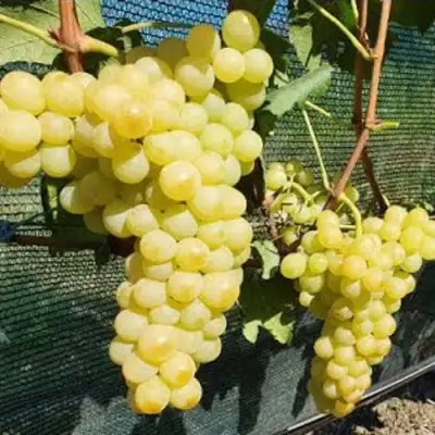 Виноград КИШМИШ ЗОЛОТЦЕ в Сморгони