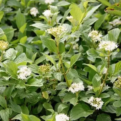 Дерен ФЛАВИРАМЕА отпрысковый в Сморгони