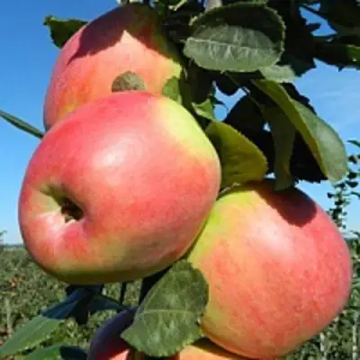Яблоня БРЯНСКОЕ РОЗОВОЕ в Сморгони