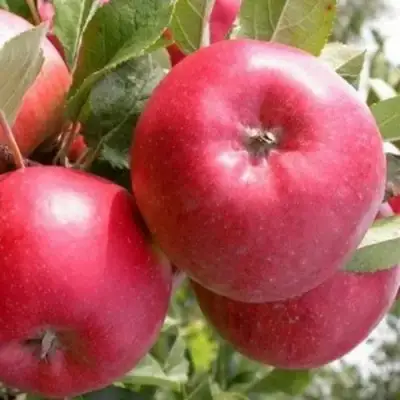 Яблоня ПОСПЕХ в Сморгони