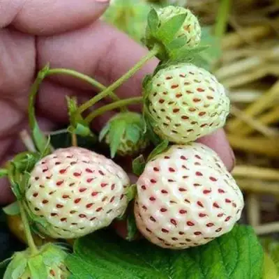 Клубника АНАНАСА ремонтантная в Сморгони