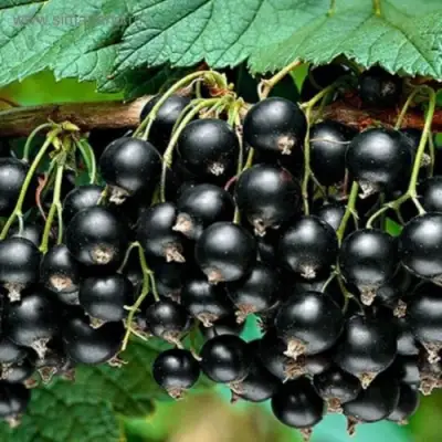 Смородина черная БЕН КОНАН в Сморгони