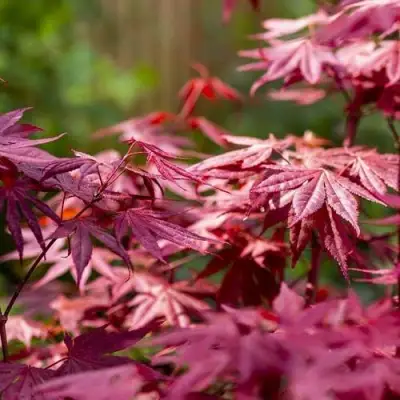 Клен дланевидный АТРОПУРПУРЕУМ в Сморгони
