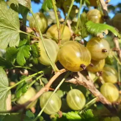 Крыжовник БЕЛОРУCСКИЙ САХАРНЫЙ 2 в Сморгони