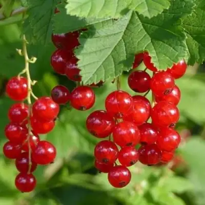 Смородина красная РОНДОМ в Сморгони