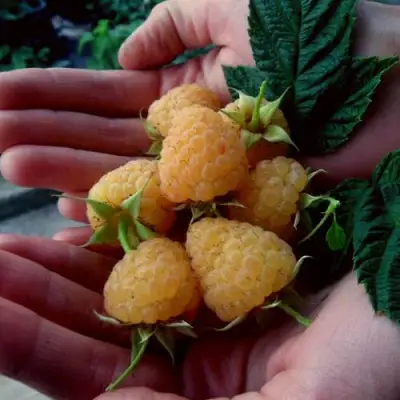 Малина ЗЮГАНА ЗОЛОТАЯ в Сморгони