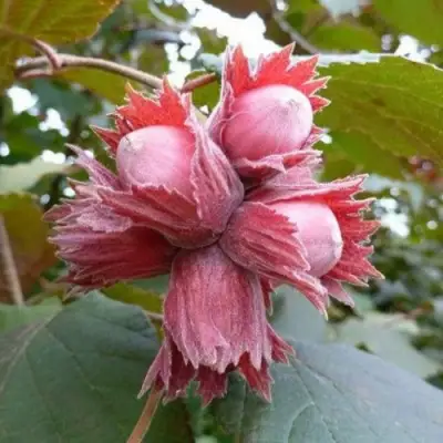 Фундук СКАРЛЕТТ в Сморгони