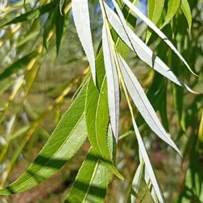 Ива ВИТЕЛЛИНА белая  в Сморгони