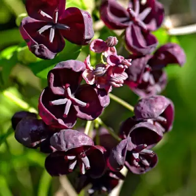 Акебия ПЯТЁРНАЯ  в Сморгони