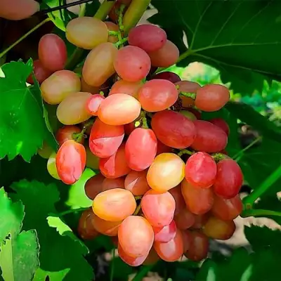 виноград дынька