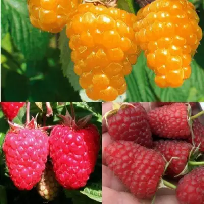 Комплект ЗОЛОТАЯ МАЛИНА в Сморгони