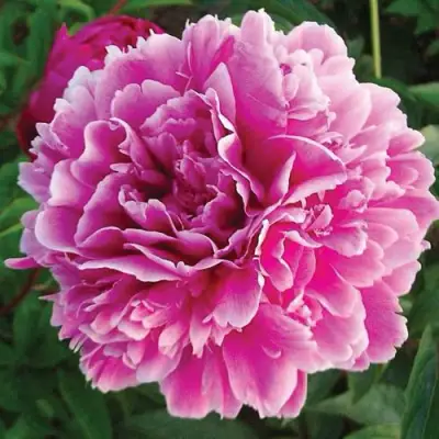 Пион ПУРПУРНАЯ ФЕЕРИЯ травянистый в Сморгони