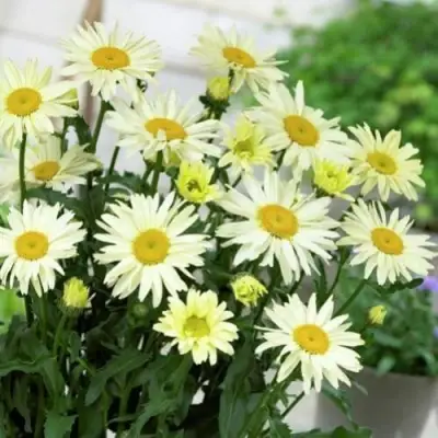 Нивяник БРОДВЕЙ ЛАЙТС великолепный в Сморгони