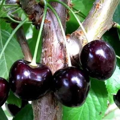 Вишня ШОКОЛАДНИЦА в Сморгони