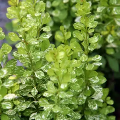 Барбарис ПАУ ВАУ тунберга в Сморгони