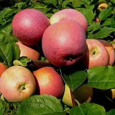 Яблоня СЛАВА ПОБЕДИТЕЛЯМ в Сморгони