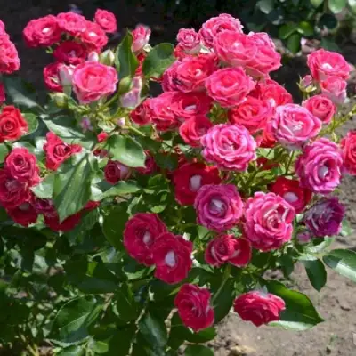 Роза ШОНЕ КОБЛЕНЦЕРИН флорибунда в Сморгони