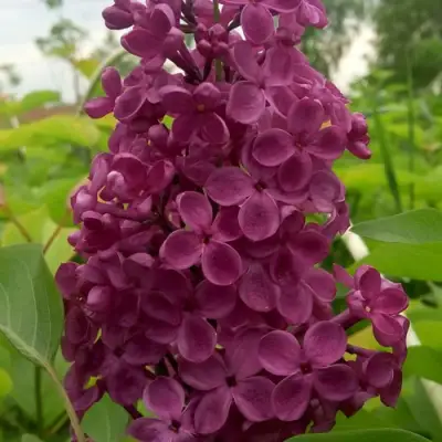 Сирень ИНДИЯ в Сморгони