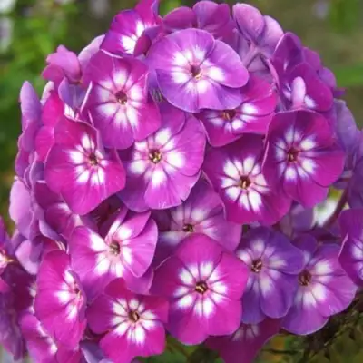 саженцы флокса